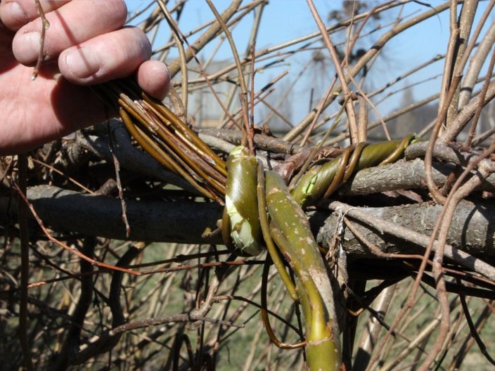 Detailansicht einer Flechthecke