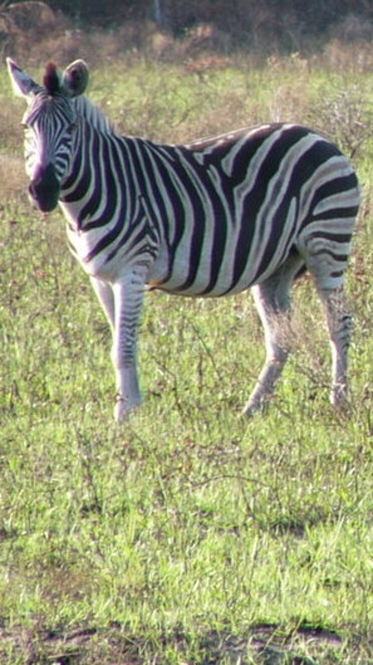 Drei Zebras im iSimangaliso Wetland Park – Nationalpark Maputo 