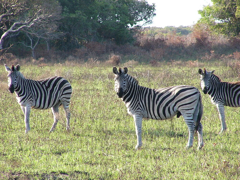 Drei Zebras im iSimangaliso Wetland Park – Nationalpark Maputo 