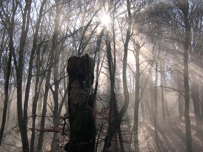 Die Sonne strahlt durch die Äste im Buchenwald am Monte Cimino, Italien, Teil des Welterbes Alte Buchenwälder und Buchenurwälder der Karpaten und anderer Regionen Europas