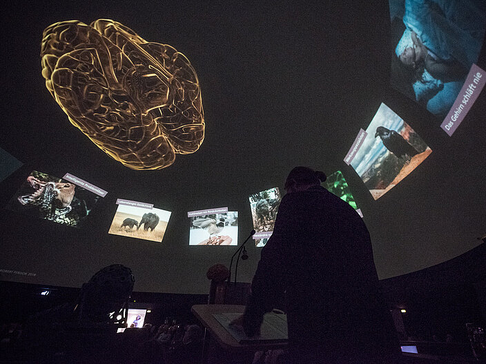 Vorführung im Planetarium von "Das Gehirn schläft nie". Im dunklen Planetarium erscheint der leuchtende Umriss eines Gehirns. 