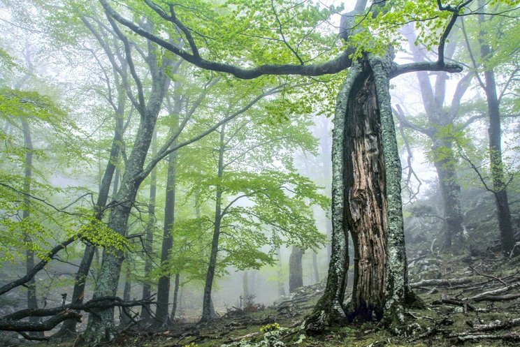 buchenwaelder-und-buchenurwaelder-der-karpaten-und-anderer-regionen-europas_bosnien-und-herzegowina-frankreich-italien-u.a._c_rnn-forêt-de-la-massane Bild zeigt einen Wald.