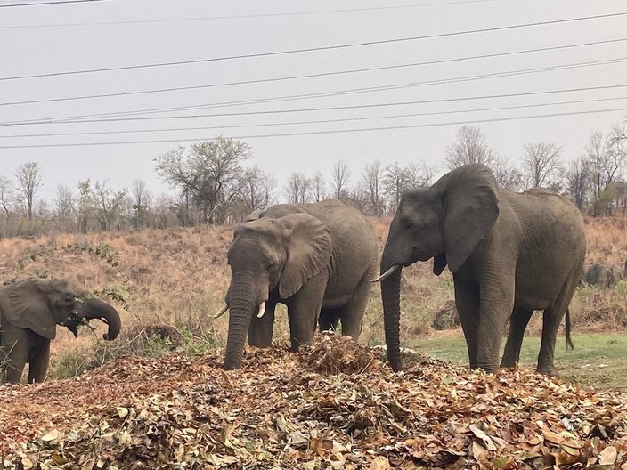 Zwei große und ein kleiner Elefant grasen im Laub. Im Hintergrund: Die Graslandschaft des Biosphärenreservats in der Trockenzeit. 