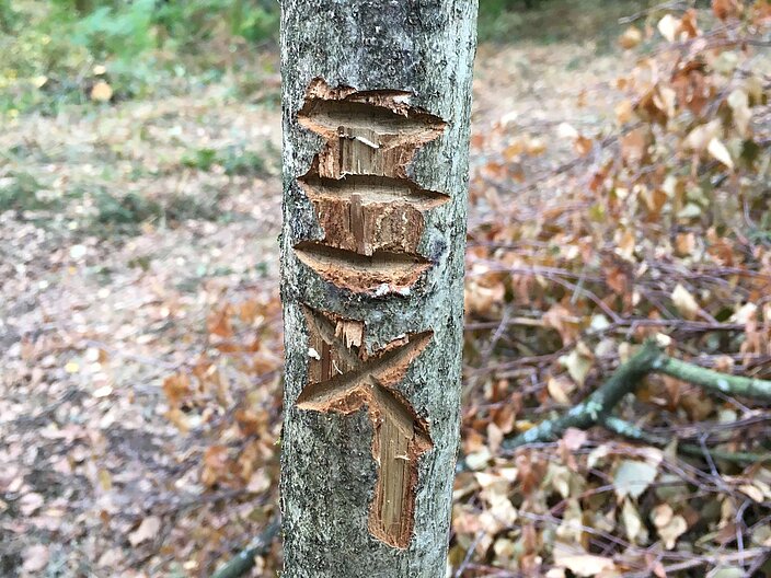Auf einem Grenzpfahl sind Heckenzeichen eingeritzt. Ein Kreuz und drei Keft.