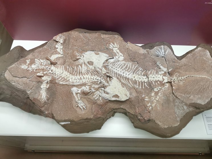Das Tambacher Liebespaar (Seymouria sanjuanensis) Fossilien