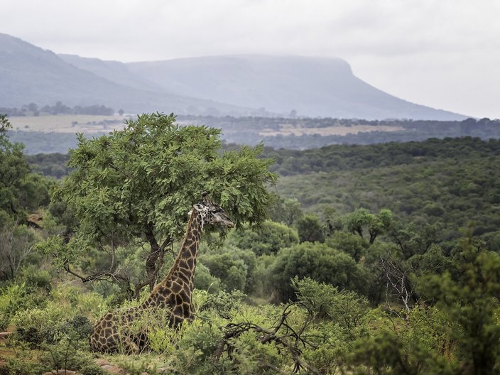 The photo shows part of the Magaleisberg Biosphere Reserve in South Africa. In the background are cloud-covered mountains. In front of them is a wooded hilly landscape. In the foreground you can see a giraffe sitting on the ground surrounded by bushes.