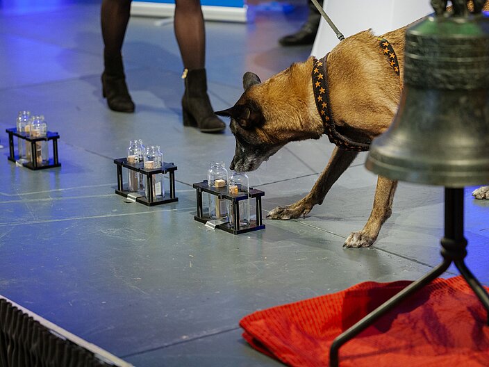 Urkundenverleihung_25_Gebrauchshundewesen Ein Hund schnüffelt an zwei Glasbehältern auf der Suche nach einem Duftstoff.