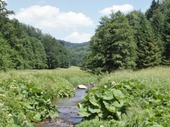 Bach fließt durch bewaldete Landschaft
