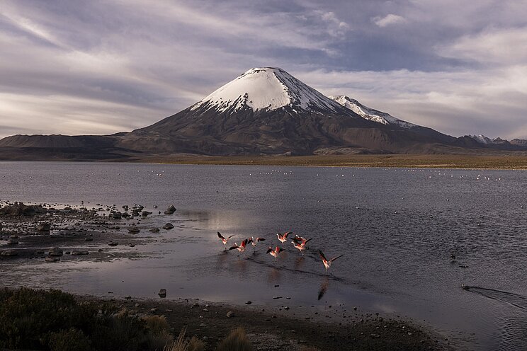 Ein Schneebedeckter Berg im Hintergrund. Im Vordergrund ein Gew&auml;sser mit wilden Flamingos.