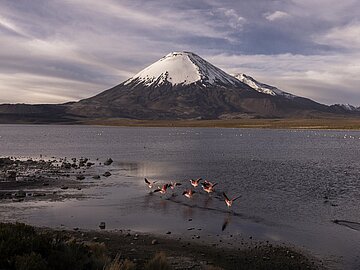 Ein Schneebedeckter Berg im Hintergrund. Im Vordergrund ein Gew&auml;sser mit wilden Flamingos.