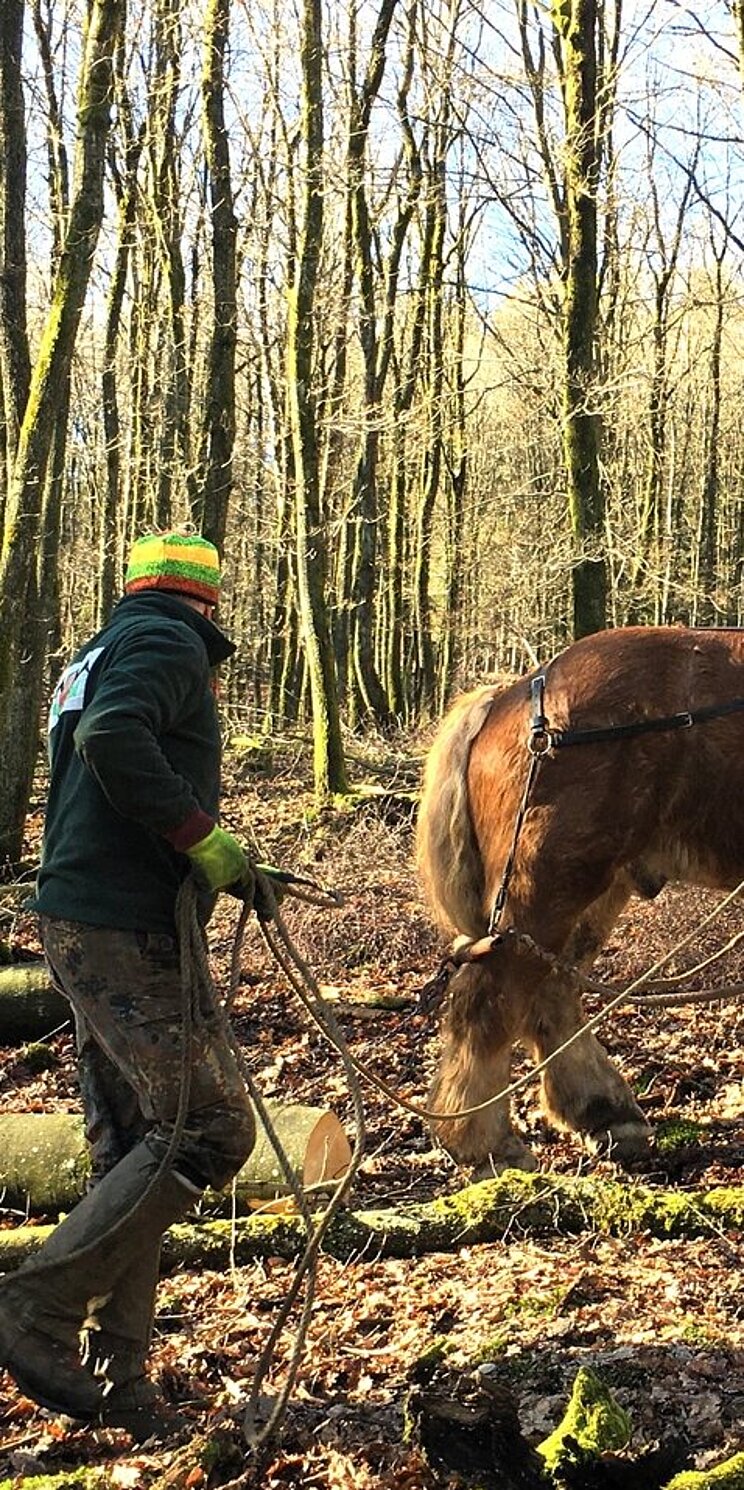 In einem Waldstück zieht ein geführtes Pferd die Stämme aus dem Wald heraus