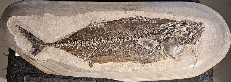 Knochenfisch-Fossilien des westlichen Limfjords Knochenfisch-Fossilien des westlichen Limfjords