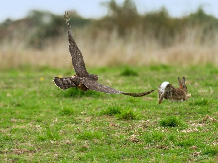 Falke rennt Hase hinterher