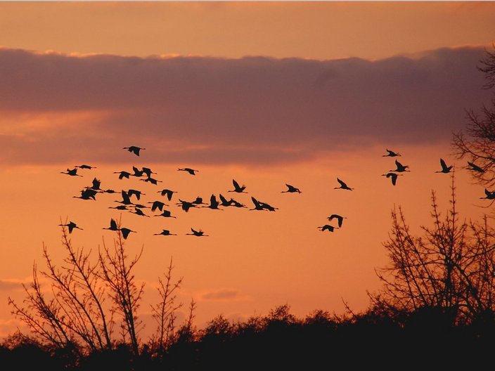 Ein Schwarm Kraniche fliegt in den Sonnenuntergang.