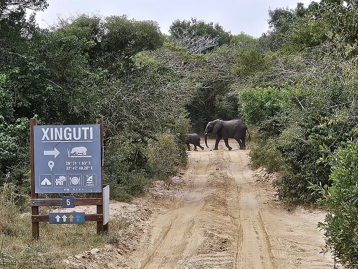 Elefanten überqueren in sicherer Entfernung die Straße, im Rahmen der Exkursion in den Nationalpark. 