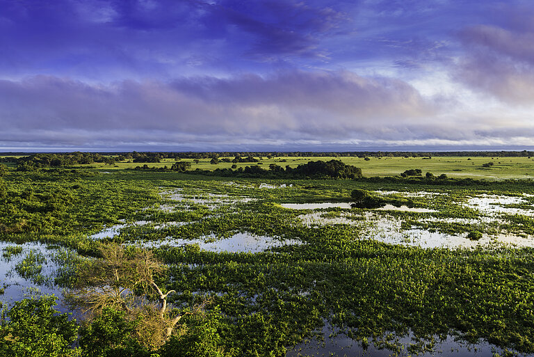 Blick auf das Feuchtgebiet Pantanal in Brasilien