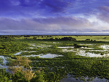 Blick auf das Feuchtgebiet Pantanal in Brasilien