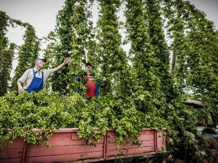 Hopfenernte