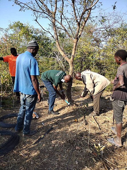Sambia_Ziegenzuchtprojekt_2024 5 Männer sind im Bild zu sehen. Zwei davon fällen gerade einen kleinen Baum. Die anderen stehen darum und schauen den Männern bei der Tätigkeit zu.