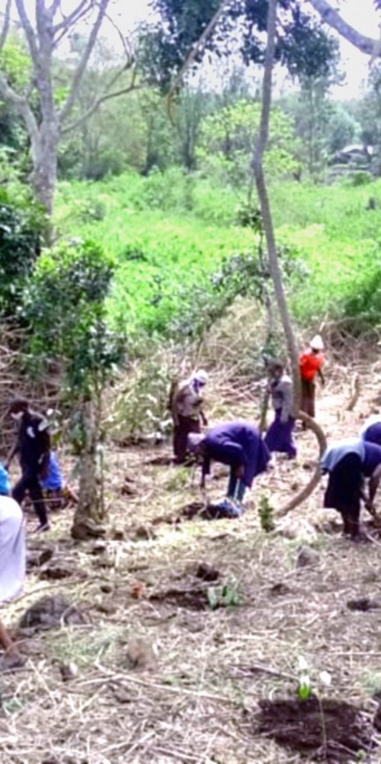 Circa 15 Personen arbeiten auf dem Waldboden und pflanzen neue Bäume