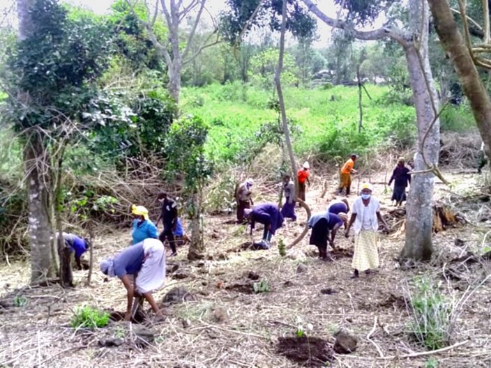 Circa 15 Personen arbeiten auf dem Waldboden und pflanzen neue Bäume