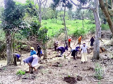 Circa 15 Personen arbeiten auf dem Waldboden und pflanzen neue Bäume