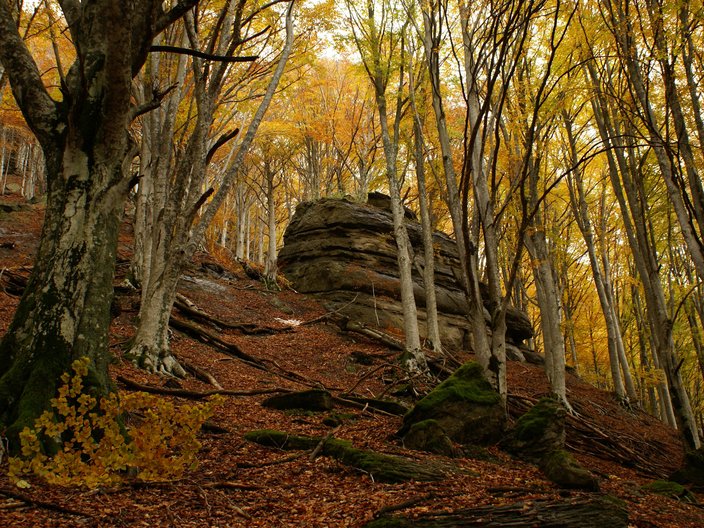Blick auf einen Felsen im Buchenwald im Casentinesi Nationalpark, Italien, Teil des Welterbes Alte Buchenwälder und Buchenurwälder der Karpaten und anderer Regionen Europas