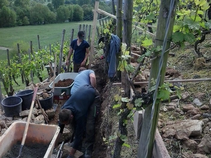 Arbeit im Weinberg