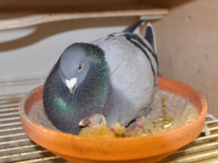 Tauben