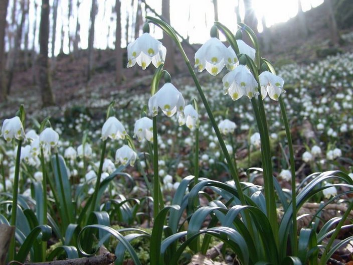 Weiße Blumen blühen auf dem Waldboden