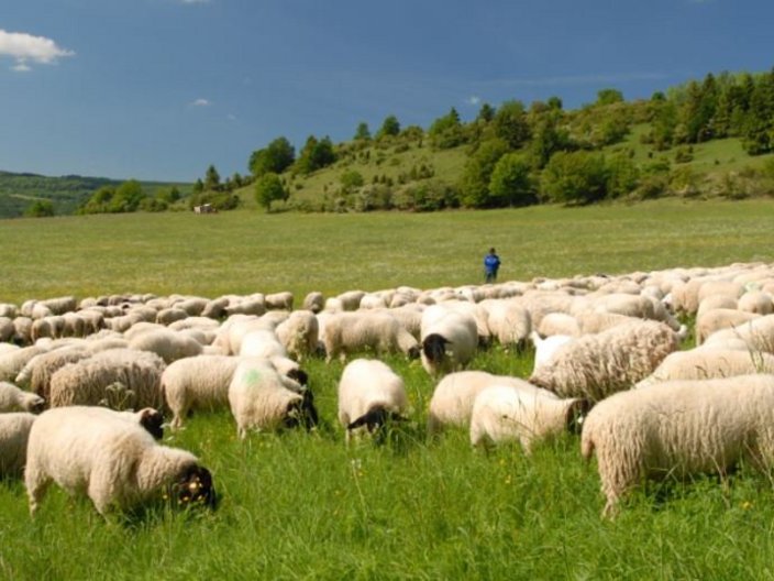 Schafe in der Landschaft