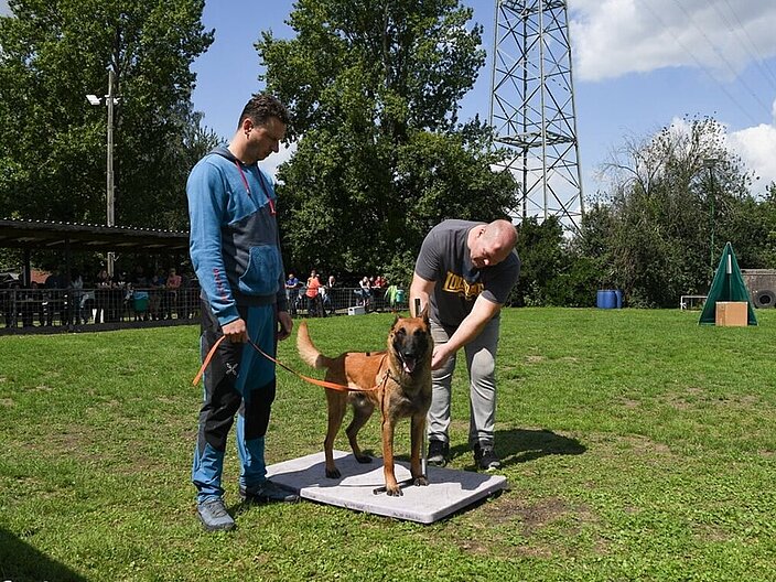 Ein Hund (Körung Malinois) steht am Start eines Parkours. Er ist angeleint und steht zwischen zwei Personen
