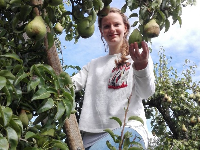 Hannah Hümmer bei der Birnnenernte