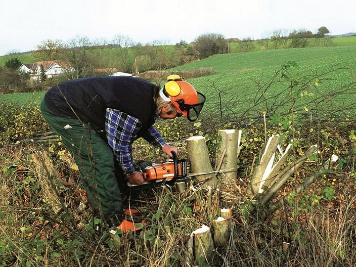 Holzfäller sägt an Baumstumpf