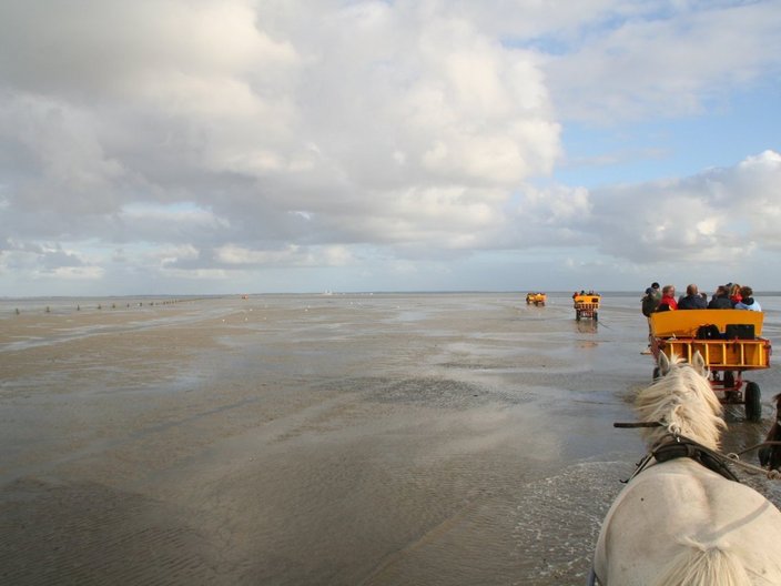 Pferdekutschen im Wattenmeer
