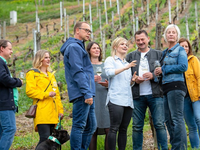 Weinführung in einem Weinberg