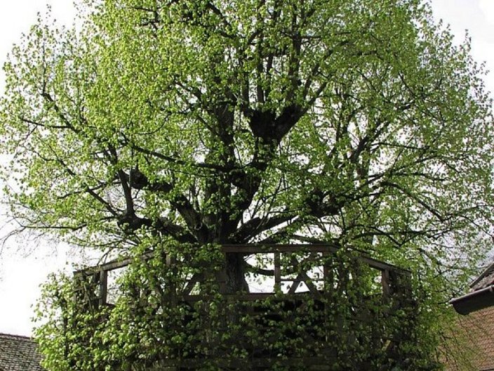 Baum