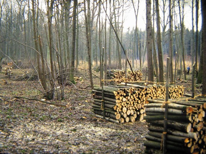 Holzscheite im Wald