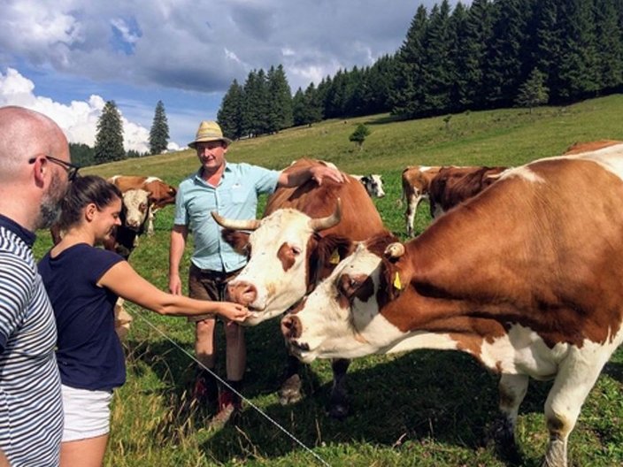 Touristen füttern Kühe auf der Weide