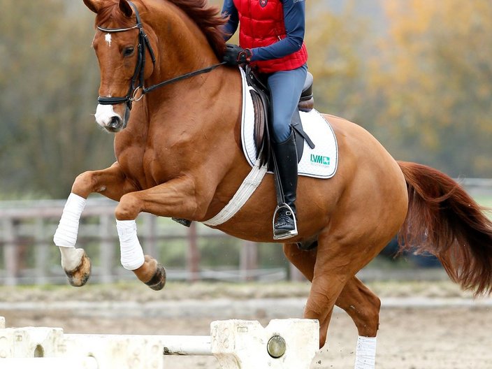 Pferd mit Reiterin springt über Hindernisse