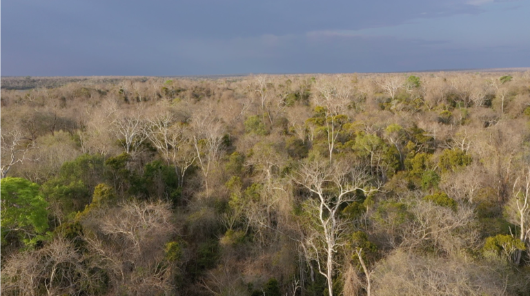Eine trockene weite Landschaft mit vielen Bäumen