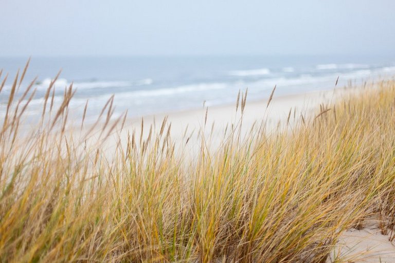 Dünen_an_der_Ostsee Dünen an der Ostsee