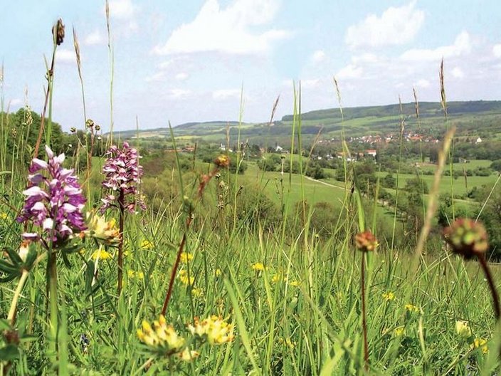 Landschaft mit Orchideen