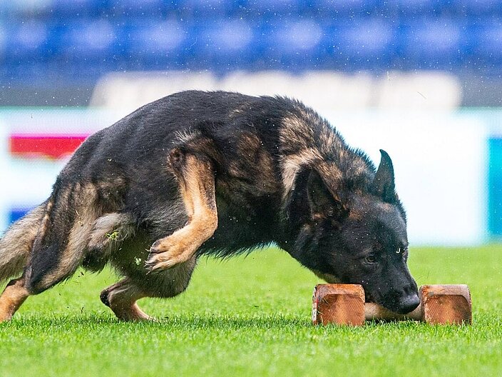 Ein Hund im Lauf während er mit seiner Schnauze einen Gegenstand vom Boden aufhebt.