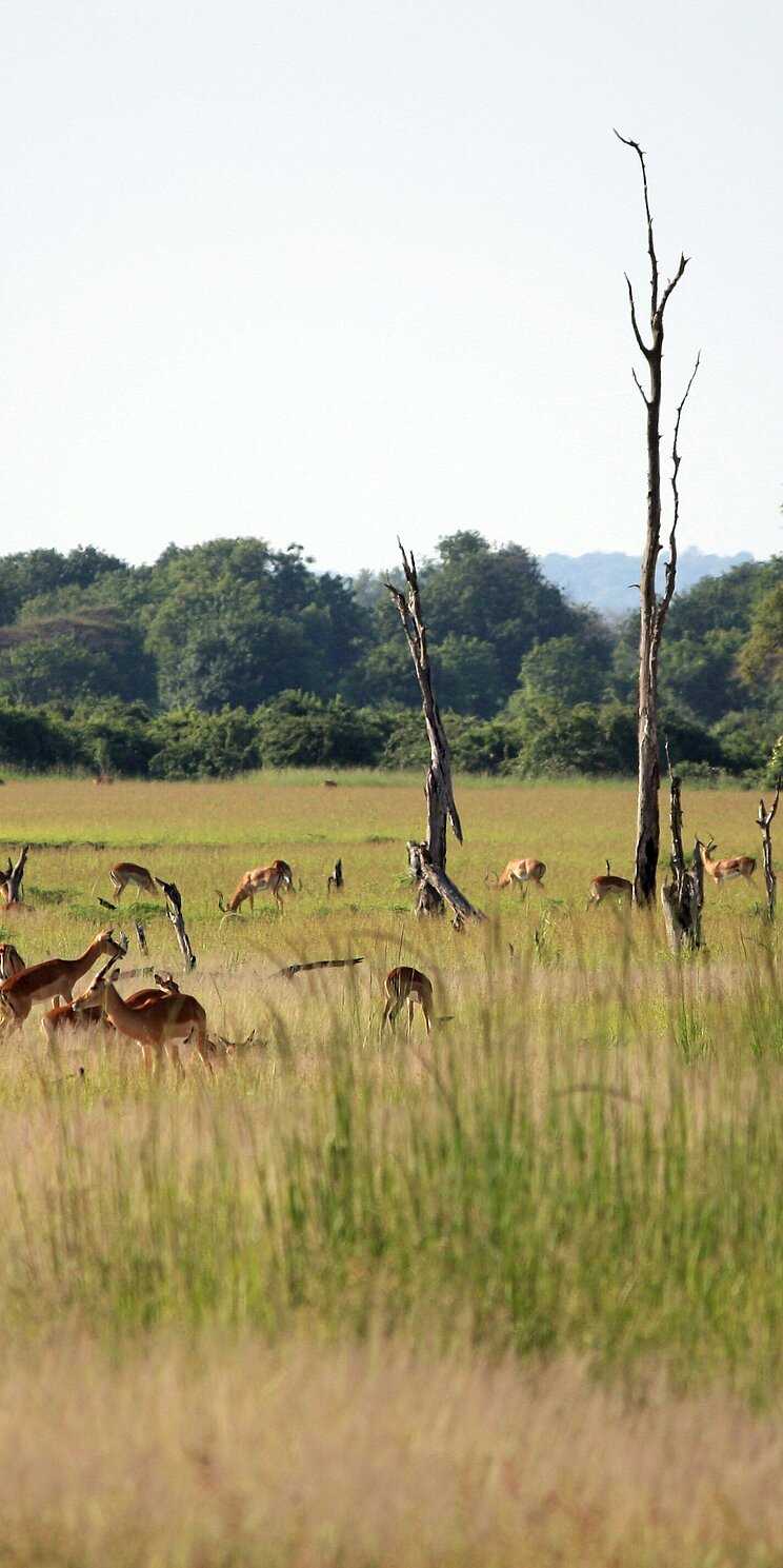  Letschwe Antilopen grasen auf einer grün bewachsenen Fläche im Karfue Flats Biospheren Reservat. 