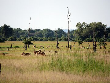  Letschwe Antilopen grasen auf einer grün bewachsenen Fläche im Karfue Flats Biospheren Reservat. 
