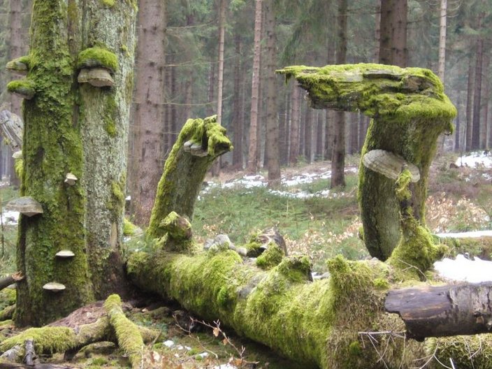 Mit Moos überwachsene Baumstämme im Wald