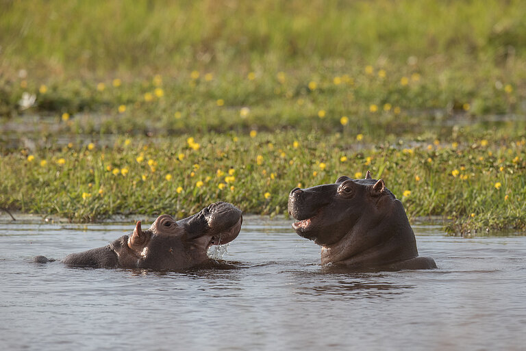 Zwei Nilpferde im Wasser