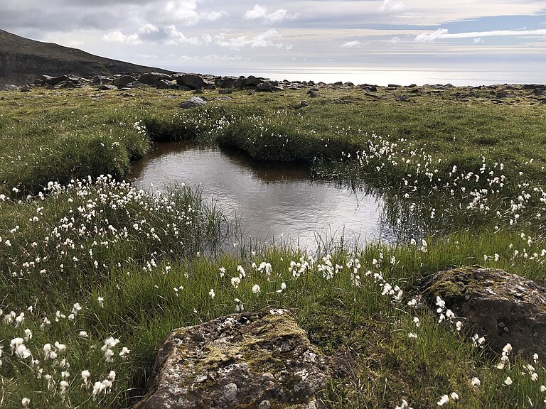 Eine Wiese mit Baumwollblumen und kleinen Tümpeln