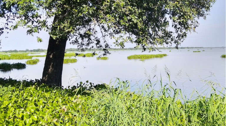 Ein Baum, dahinter ein Gewässer mit grünen Pflanzen